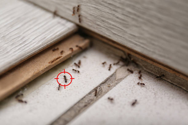 Best Pest Removal Services  in Spooner, WI