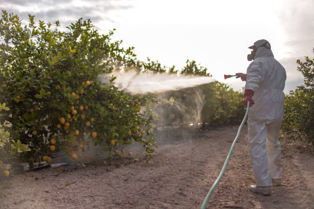 Wasp Removal Services in Spooner, WI