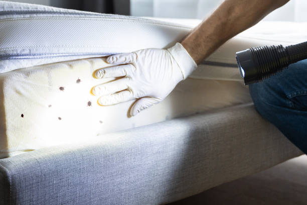 Best Wasp Removal Services  in Spooner, WI