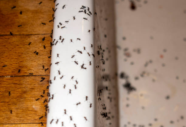 Best Best Pest Control Companies  in Spooner, WI